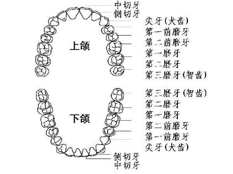 人有多少顆牙齒|牙齒小知識：我們有幾多顆牙齒？